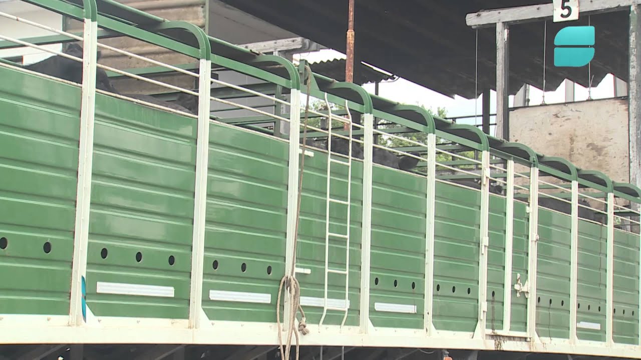 camiones de 3500 kg para transporte de animales vivos