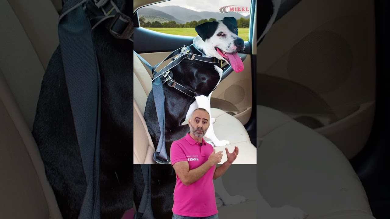 cuantos perros puedo llevar en el coche