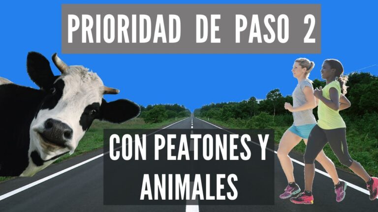 los conductores deben ceder el paso a los animales