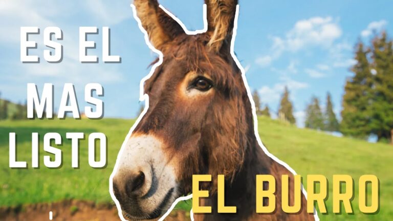 requisitos legales para tener un burro