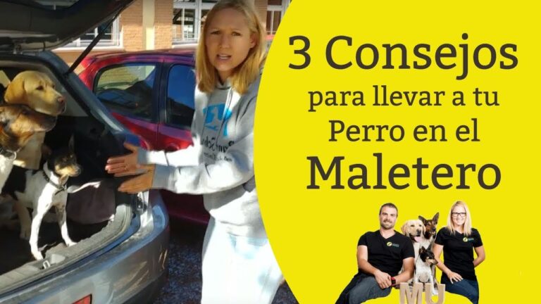 se puede llevar un perro en el maletero del coche