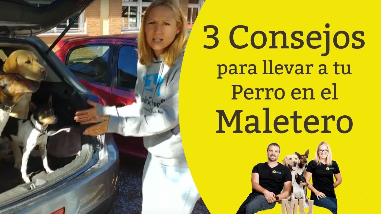 se puede llevar un perro en el maletero del coche