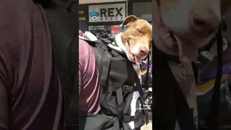 transportín para llevar perro en moto