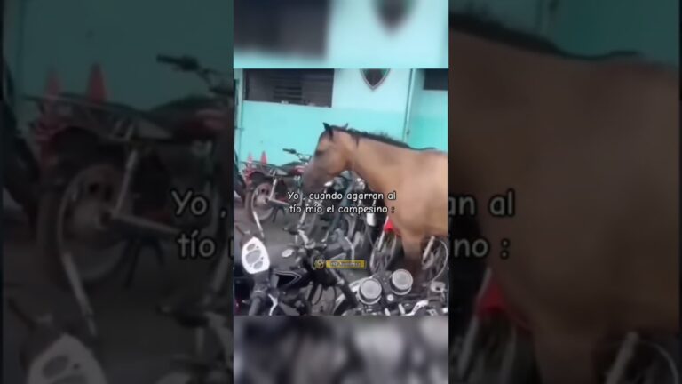 van de caballos de una matrícula