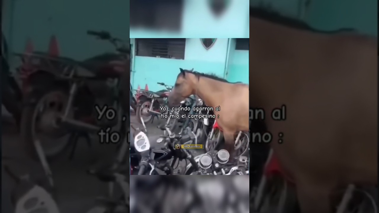 van de caballos de una matrícula
