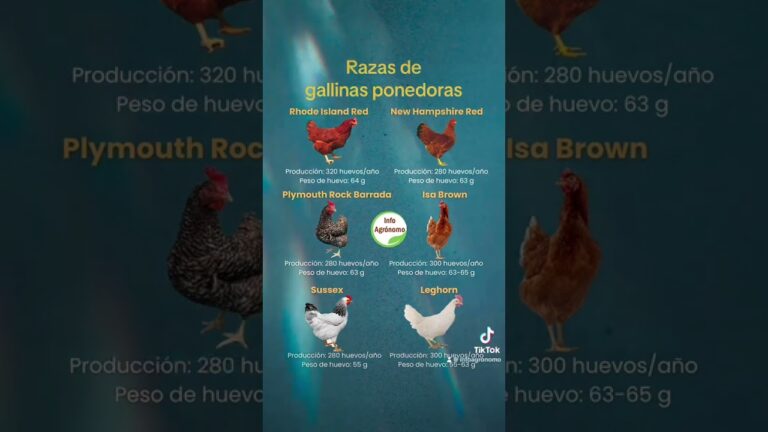 venta de gallinas en ariany mallorca
