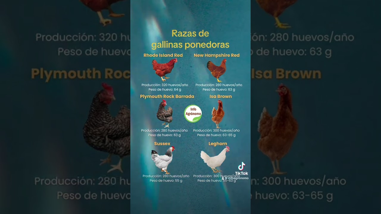 venta de gallinas en ariany mallorca